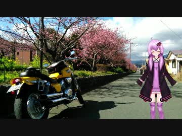 今年こそ春を先取り！河津桜ツーパートⅡ【結月ゆかり車載】