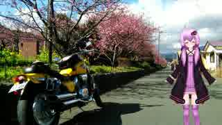 今年こそ春を先取り！河津桜ツーパートⅡ【結月ゆかり車載】