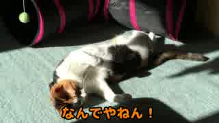 [ゆっくり猫動画]　16　ツッコミ修行中