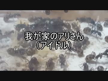 【クロオオアリ】我が家のアリさん(アイドル)　【第１回】