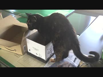 新しい箱が来ると・・・