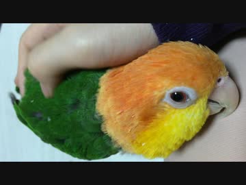 ねむいシロハラインコ２
