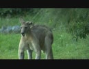 体重１００キロ。筋肉ムキムキカンガルーが怖すぎる