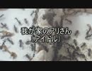【クロヤマアリ】我が家のアリさん(アイドル)　【第２回】