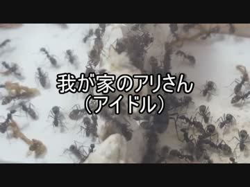 【クロヤマアリ】我が家のアリさん(アイドル)　【第２回】