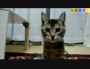 【ねこしまい】031　仔猫の日常3（Cat Sister）