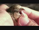 ヒメウズラの顔