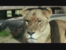 ようこそ東武ジャパリパークへ【東武動物公園】