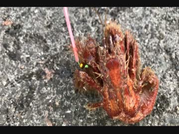 釣り動画ロマンを求めて　30釣目（湘南大堤防：江ノ島）