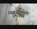 【アシナガアリ】我が家のアリさん(アイドル)　【第３回】