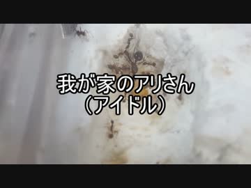 【アシナガアリ】我が家のアリさん(アイドル)　【第３回】