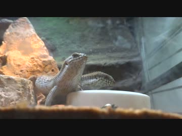 ブルーイビュッフェを食べるデプレッサイワトカゲ