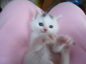 おなかコチョコチョしたらやめてーするにゃんこ