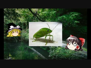 ゆっくり妖怪解説　第三十二回　「妖蟲」