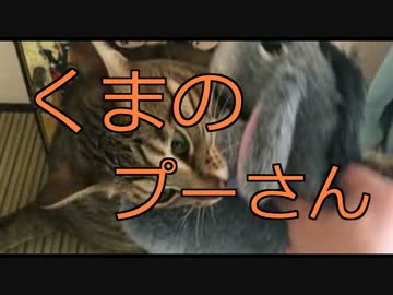 くまのプーさんを咥えて走る猫