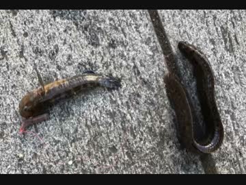 釣り動画ロマンを求めて　31釣目（カップヌードルミュージアム裏）