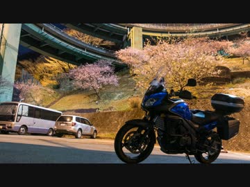 【静岡県】河津桜を見に行きました（天城越え？）【NegativeRider】