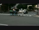Zerotech DOBBYで象の鼻を撮影してきました。♯9