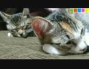 【ねこしまい】033　おんなじポーズで（Cat Sister）