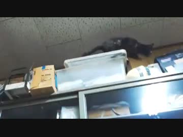 狙われているｗ  ハプニング・笑い　