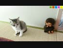 【ねこしまい】034　ねこの手も・・・（Cat Sister）