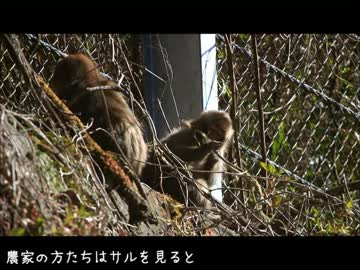 野良猫式　延々とニホンザル中継　2017年2月