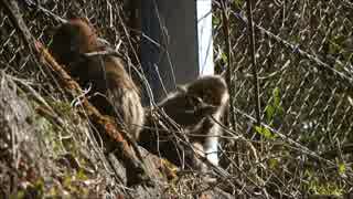 野良猫式　延々とニホンザル中継　2017年2月