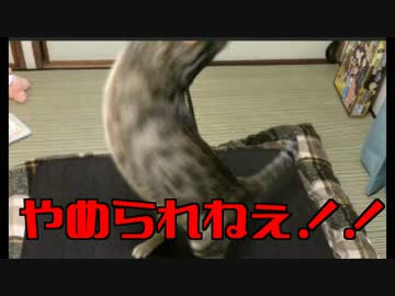 【猫の呪い】お風呂が溢れているのに猫で遊ぶことがやめられない病気