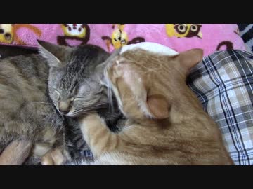 拾いねこ＠生後1689/1656日目　すやすやつきにょんをやっと撮れた。