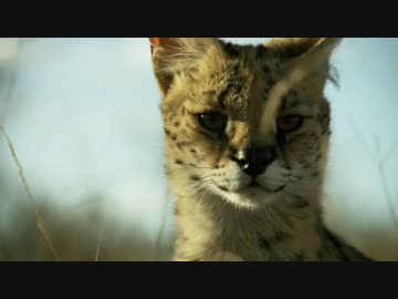 けものフレンズ【ようこそプラネットアースへ】