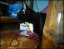 自分の子猫を探す母猫【行方不明の子猫の為にネズミを取る母猫】