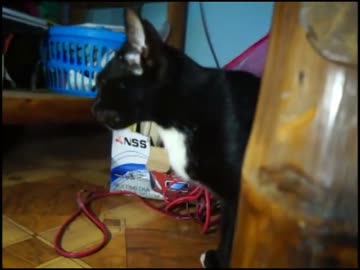 自分の子猫を探す母猫【行方不明の子猫の為にネズミを取る母猫】