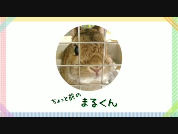 うさぎのまるくん一家（8）ちょっと前のまるくん