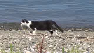 お魚くわえた野良猫