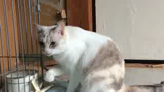 (＾ω＾　)ﾍﾟﾛﾍﾟﾛ　( ･_･)ｼﾞｯ