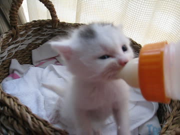 うまうまミルクうまっうまっ♪