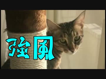 春一番にめちゃくちゃテンションの上がる猫たち