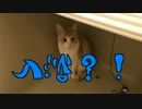 【衝撃】自分からお風呂に浸かっていく猫！【セルフ水責め】