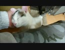 すごーい！我が家のフレンズが元気になったよ(沙*･ω･)