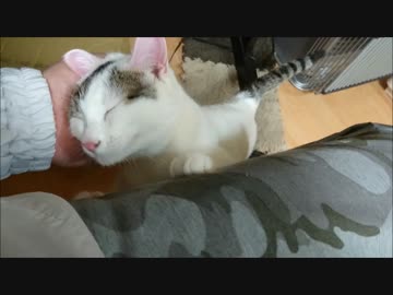 すごーい！我が家のフレンズが元気になったよ(沙*･ω･)