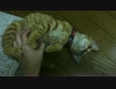 保護した当時の【ねこのフレンズ】