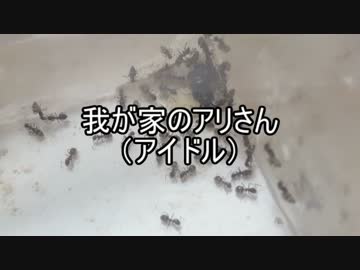 【トビイロケアリ】我が家のアリさん(アイドル)　【第４回】
