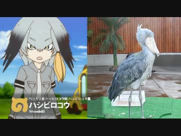 人気の ハシビロコウ けものフレンズ 動画 407本 7 ニコニコ動画