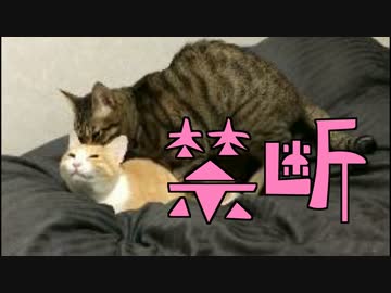 暗闇の中で行われる禁断の情事♂