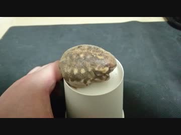 アメフクラガエル　塩次郎編