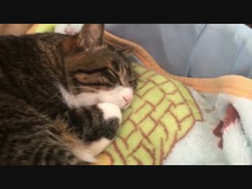 うちの猫の寝姿を撮影してみた（20170222）