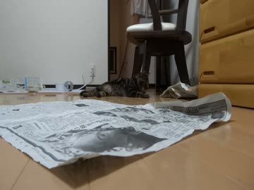 ねこダイビング