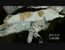 222猫の日の幼猫