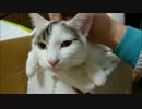 頭のツボをマッサージされ耳をピコンと立たせてしまう猫