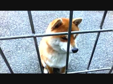 今日のわんこ